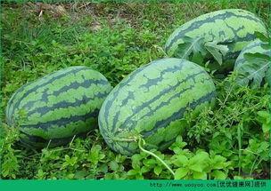 春天可以吃瓜,春季时令瓜果盛宴