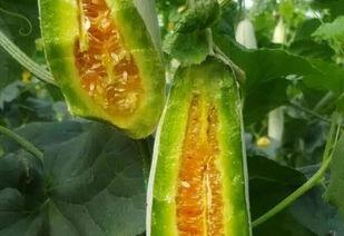 春天可以吃瓜,春季时令瓜果盛宴