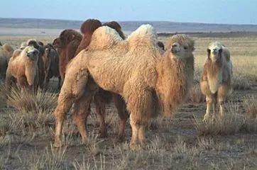 狮子和骆驼吃瓜