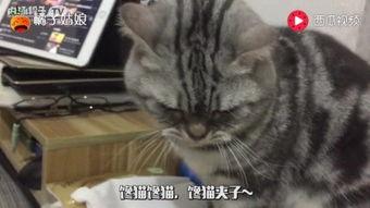 吃瓜直播小馋猫,小馋猫带你尝遍人间美味