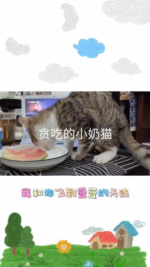 吃瓜直播小馋猫,小馋猫带你尝遍人间美味
