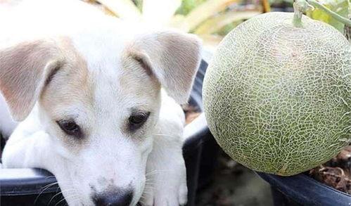 狗吃蜜瓜吗,揭秘狗狗吃蜜瓜的趣味瞬间