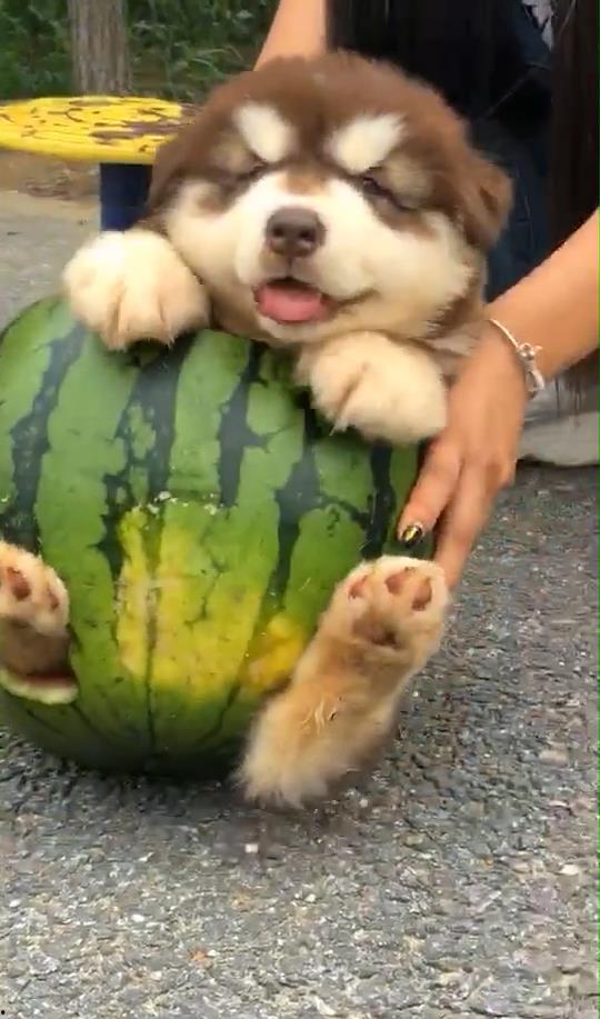 狗吃蜜瓜吗,揭秘狗狗吃蜜瓜的趣味瞬间