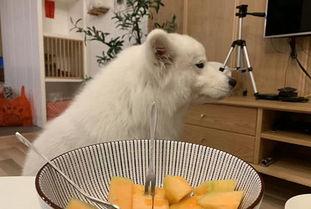 狗吃蜜瓜吗,揭秘狗狗吃蜜瓜的趣味瞬间