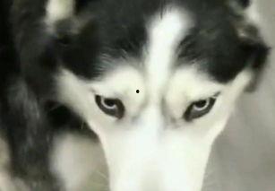 哈士奇吃瓜后续,一场宠物界的“瓜田战记”