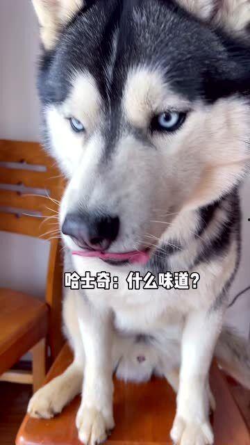 哈士奇吃瓜后续,一场宠物界的“瓜田战记”
