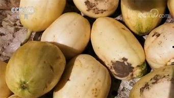 生长期吃瓜,探寻不同生长期瓜果的独特风味