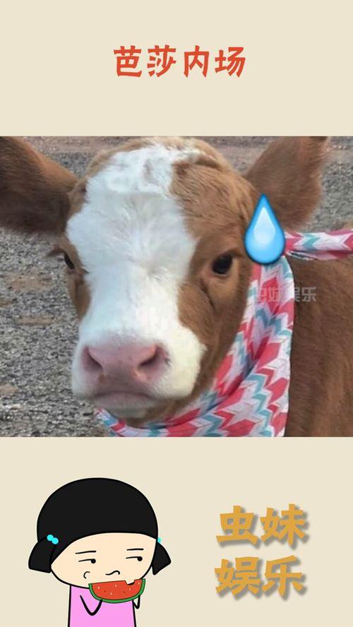 抖音吃瓜俩人,揭秘俩人生死较量背后的真相