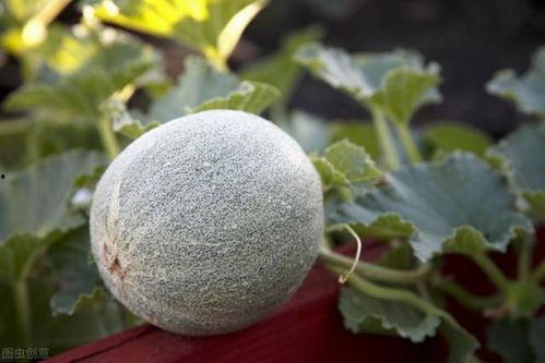 老面瓜怎么吃,传统美食的创意演绎