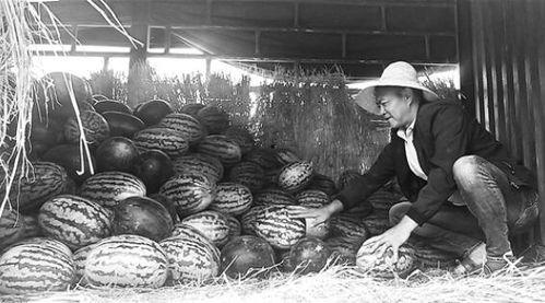 顺平吃瓜群众案件,揭秘网络谣言背后的真相