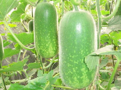 吃网纹瓜能减肥吗,揭秘天然低卡美食的瘦身奥秘