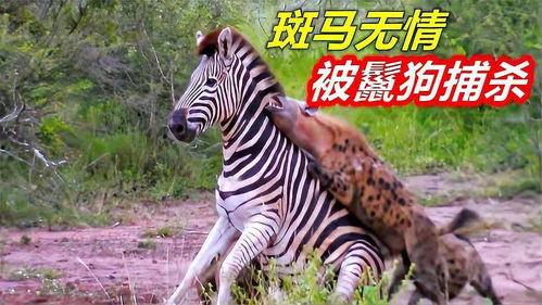 开膛破肚吃瓜,揭秘美食背后的惊悚故事