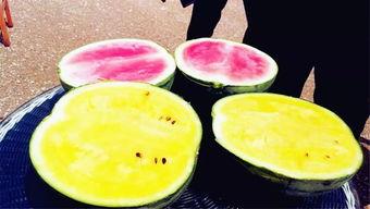 西湖瓜几月可以吃,夏季品尝时令美味