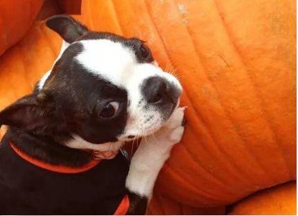 小狗可以吃洋瓜,洋瓜的甜蜜诱惑