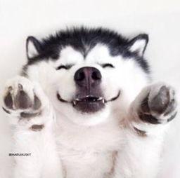 洋洋吃瓜视频大全,揭秘娱乐圈幕后故事