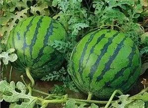 种瓜得瓜吃瓜的灯的意思