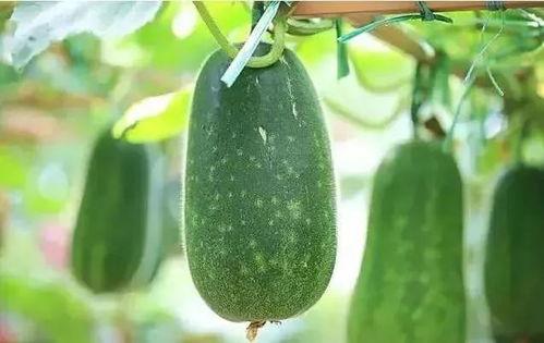 种瓜得瓜吃瓜的灯的意思