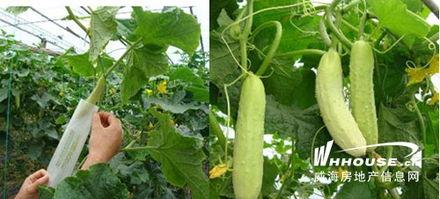 青海瓜怎么吃,解锁美味新体验