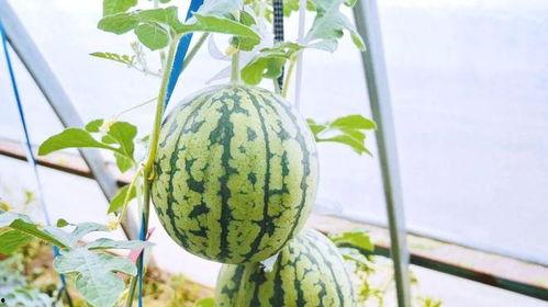 无手瓜怎么吃啊,无手瓜的多样食用方法揭秘