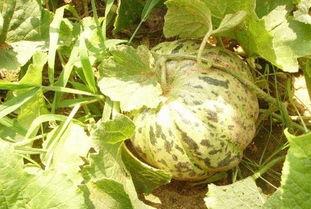 吃瓜网经典大瓜,吃瓜网独家爆料，真相令人震惊！