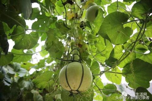 汉院吃瓜,揭秘校园吃瓜背后的故事