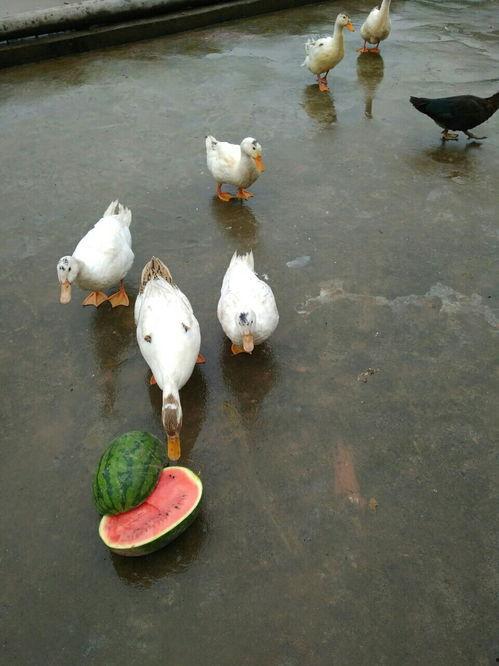 躺倒鸭吃瓜头像,揭秘网络红人背后的故事