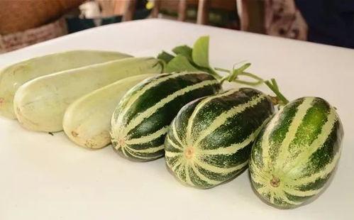 皮可西西吃瓜,皮可西西的瓜田奇遇记