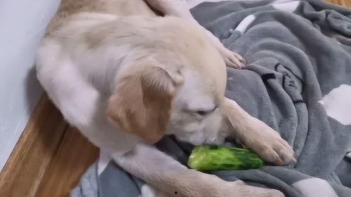 张软萌吃瓜,揭秘娱乐圈幕后真相