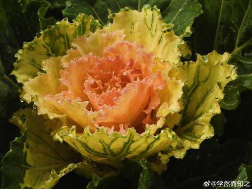 羽衣甘蓝粉吃瓜,吃瓜人群的新宠，健康与美味并存