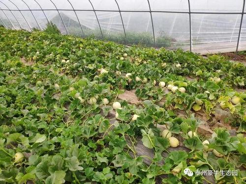 凤台吃瓜陈,揭秘网络红人的崛起之路